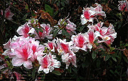 Flower deblur